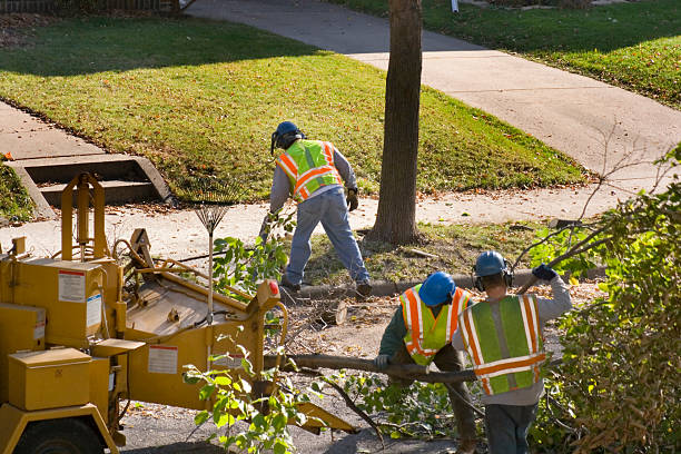 Best Tree Trimming and Pruning  in Paradise Hills, NM